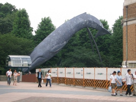 シロナガスクジラ