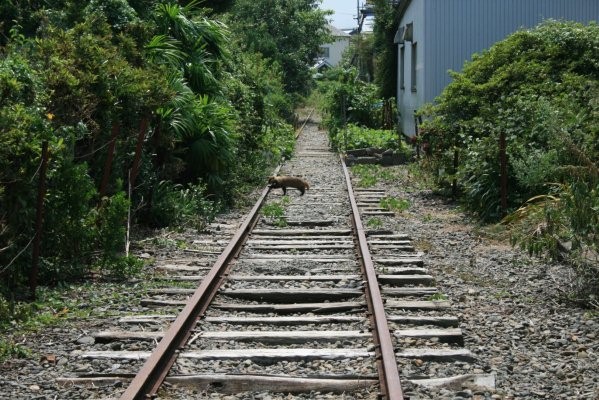 紀州鉄道線廃止区間【西御坊～日高川】 第三巻(日の出紡績～日高川)旧日の出紡績駅跡付近より旧日高川方面を望む(イタチ?)